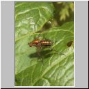 Poecilobothrus nobilitatus - Langbeinfliege m04.jpg
